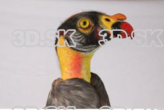 Exotic bird 0018